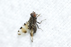 Pseudotephritis vau