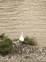 Anser anser domesticus