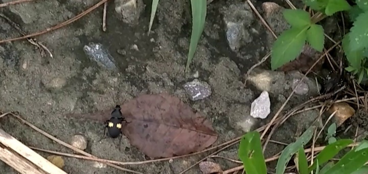 Chlaenius nepalensis