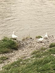 Anser anser domesticus