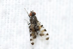 Pseudotephritis vau