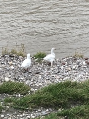 Anser anser domesticus