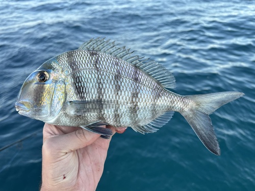Littlemouth porgy (Calamus penna) — Sparidae — 2