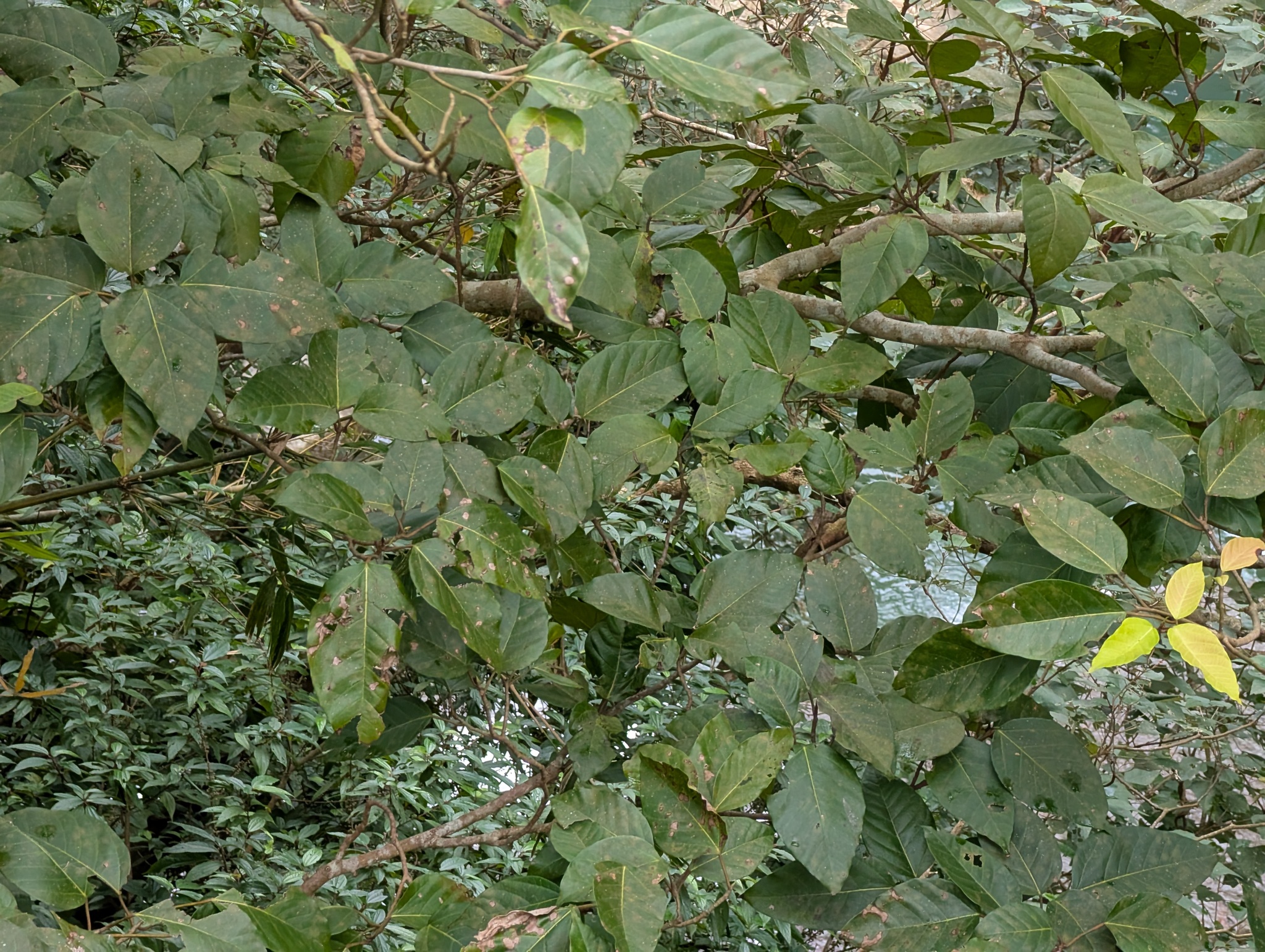 Imagem de Gameleira-branca