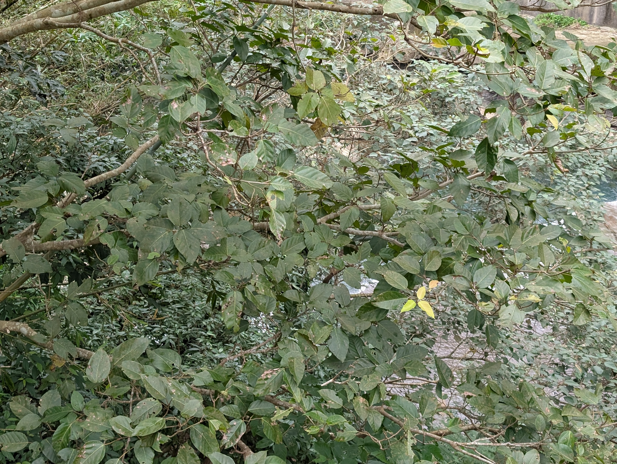 Imagem de Gameleira-branca