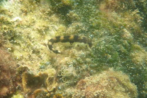 Babica jadranska (Microlipophrys adriaticus)