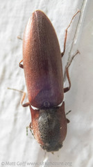 Acteniceromorphus volitans