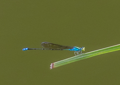Pseudagrion williamsoni