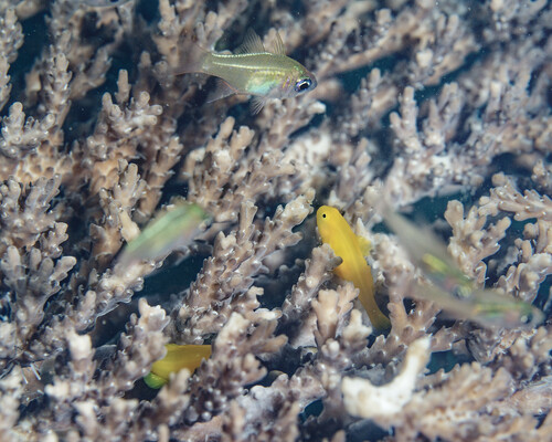 Gobiodon observed 2024-11-10