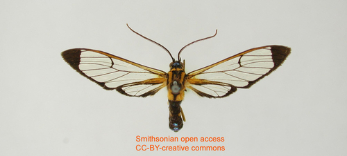 Cosmosoma cinctuta