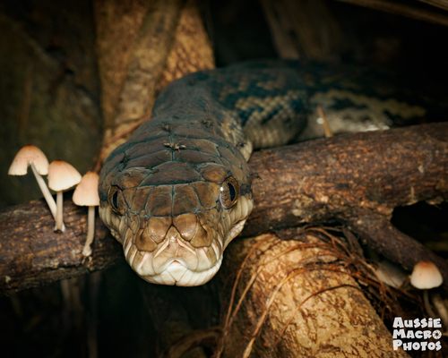 Australian Scrub Python sighting