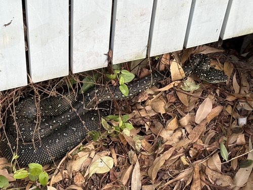 Diamond Python sighting