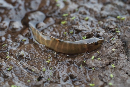 Denisons bermpje (Nemacheilus denisoni) — Nemacheilidae — 2