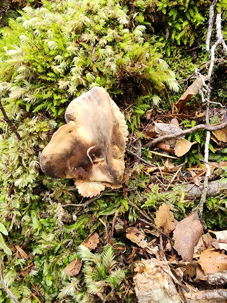 Lactifluus sepiaceus · January 2025 · photo: © nicnation (iNaturalist, cc-by)