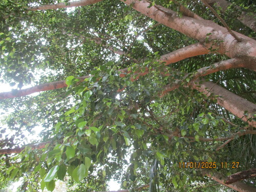 Image of Ficus benjamina by (c) Ram Dayal Vaishnav, some rights reserved (CC BY)