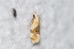 Cochylis bucera