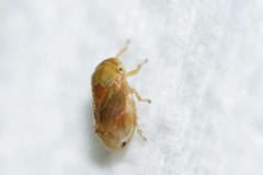 Clastoptera testacea