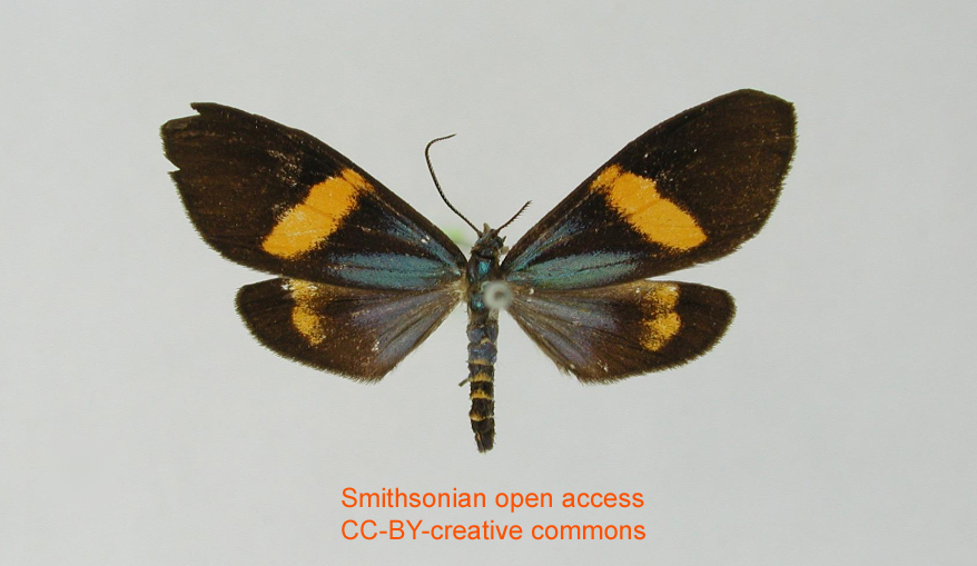 Ctenucha annulata