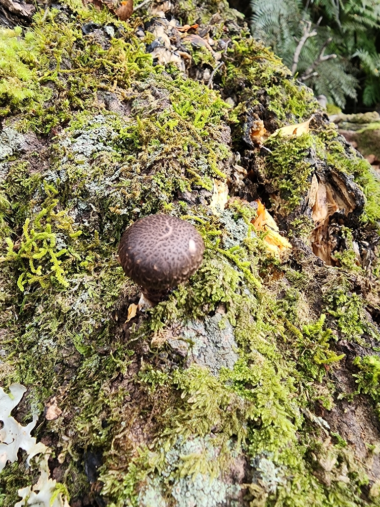 Lentinula novae-zelandiae · January 2025 · photo: © nicnation (iNaturalist, cc-by)