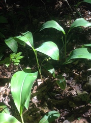 Convallaria pseudomajalis