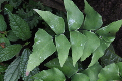 Adiantum macrophyllum