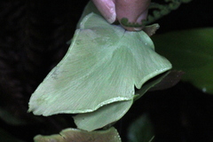 Adiantum macrophyllum