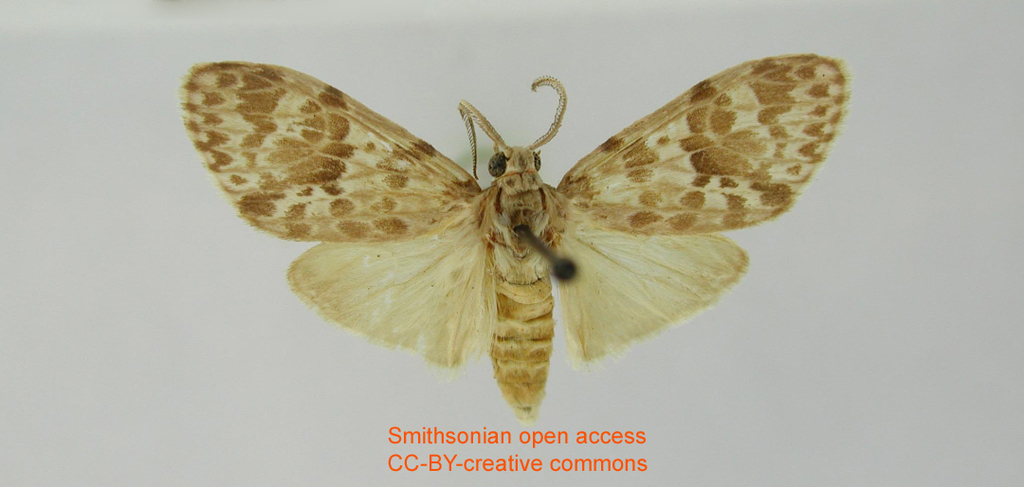 Delphyre cumulosa