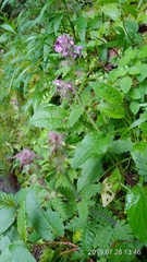 Pedicularis refracta transmorrisonensis