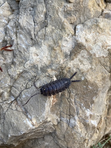 Representative image of Porcellio hoffmannseggii sordidus