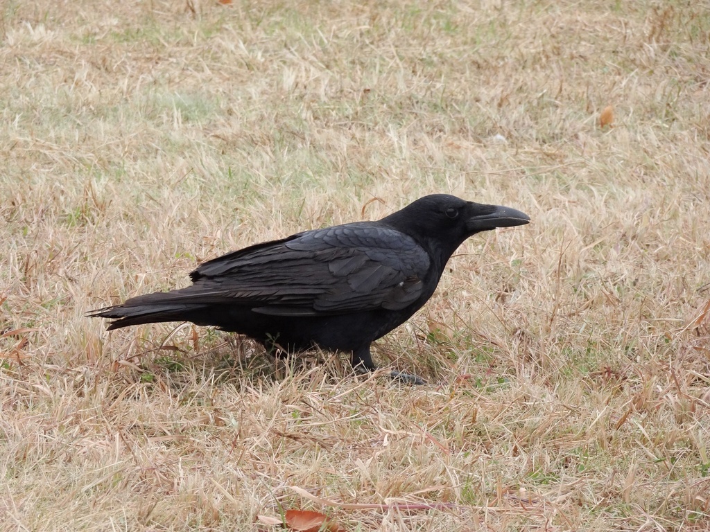 January Crow Eastern Carrion Crow from 本州, 浦安市, 千葉県, JP on January 12, 2025 at 12:29 ...