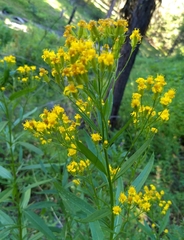 Senecio serra