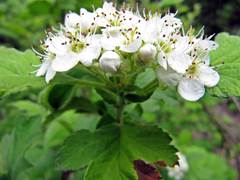Crataegus maximowiczii