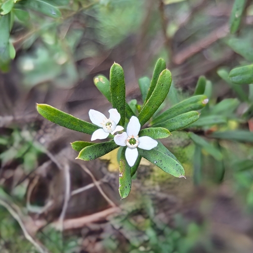 Image of Philotheca virgata by no rights reserved