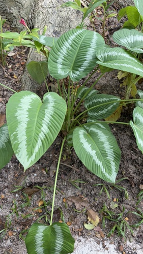 Tajá-branca