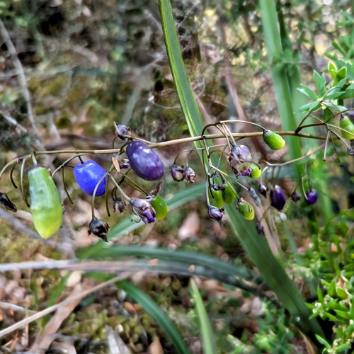 Image of Dianella tasmanica by no rights reserved