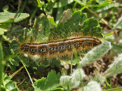 Malacosoma alpicolum