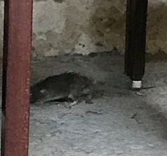 Rattus norvegicus