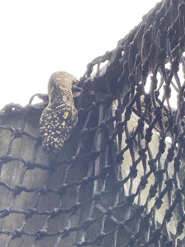 Diamond Python sighting