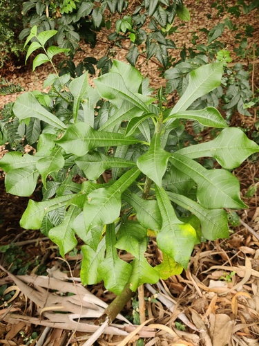 Plumeria pudica