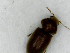 Anobiinae