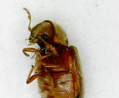 Anobiinae