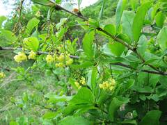Berberis amurensis