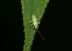 Orthotylinae
