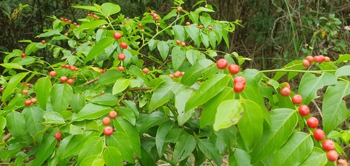 Breynia stipitata, 2022-12-10