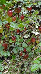Ribes formosanum