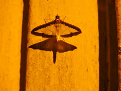 Diaphania hyalinata