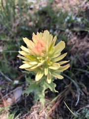 Castilleja nana