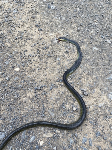 Common Tree Snake sighting