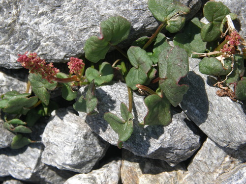 alpine sorrel