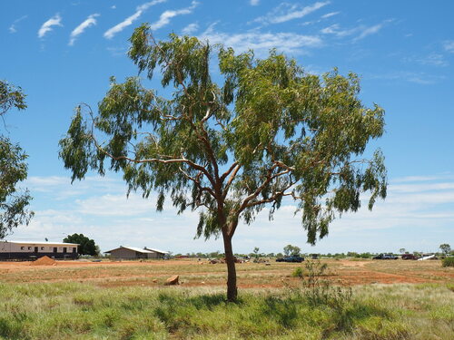 Plains Bloodwood